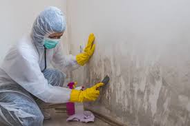 Mold Documentation for Insurance Claims in Collierville, TN